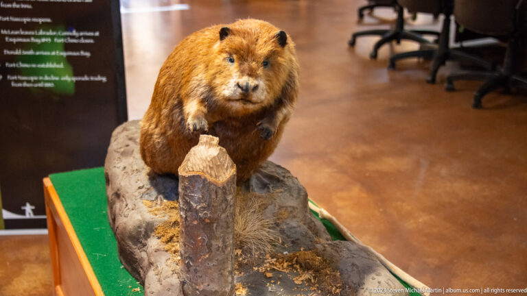 Taxidermy beaver perched on a cut log with wood chips around the base.