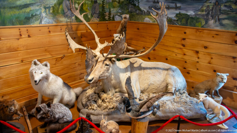 Wildlife diorama with an antlered caribou surrounded by several mounted northern mammals against a painted landscape.