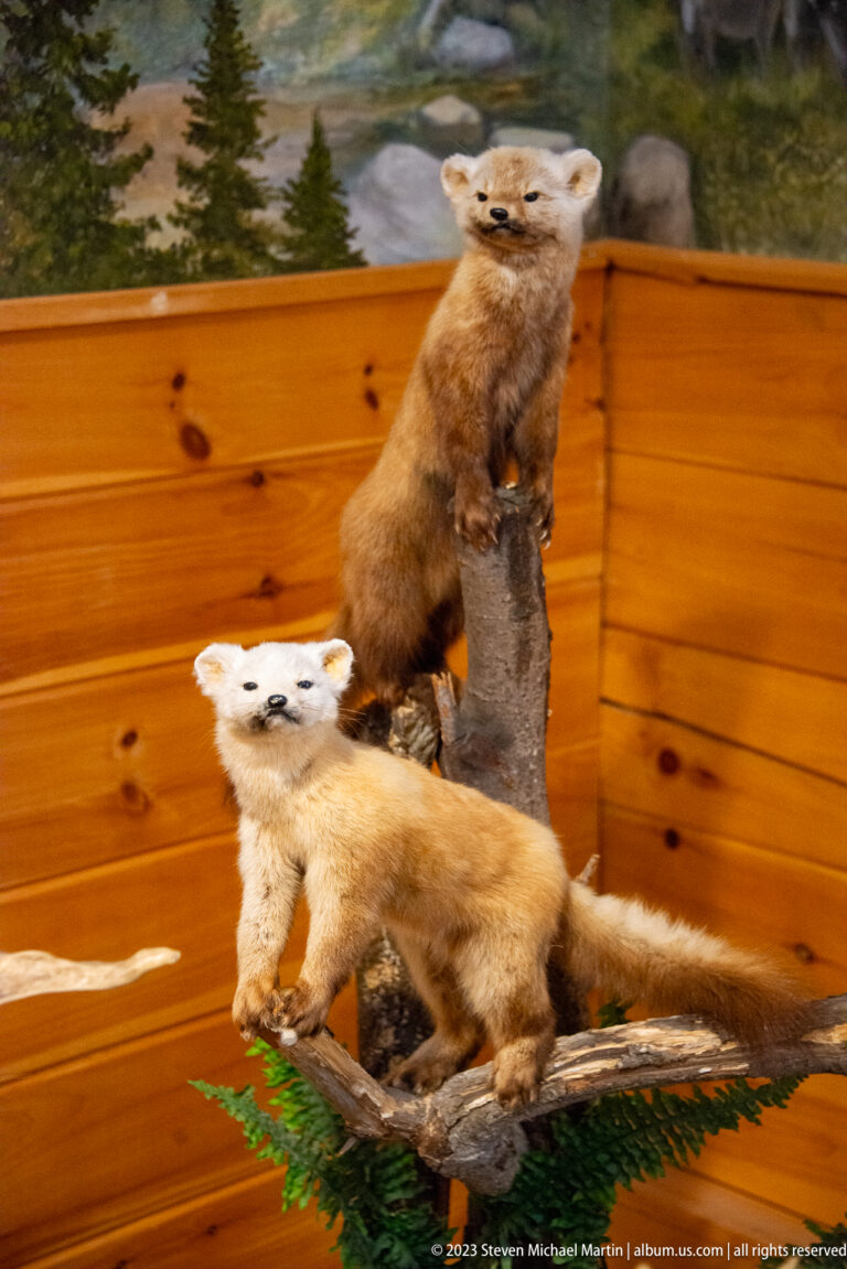 Two taxidermy mustelid-like mammals posed on branches, one upright and one stretched horizontally below.