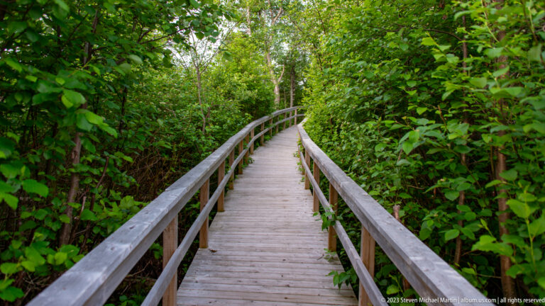 Wooden Birch Island Trail boardwalk with handrails curving through dense green shrubs and trees.
