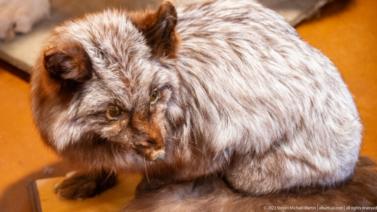 Silver-gray fox taxidermy specimen seated on the floor with a dark face and thick winter coat.