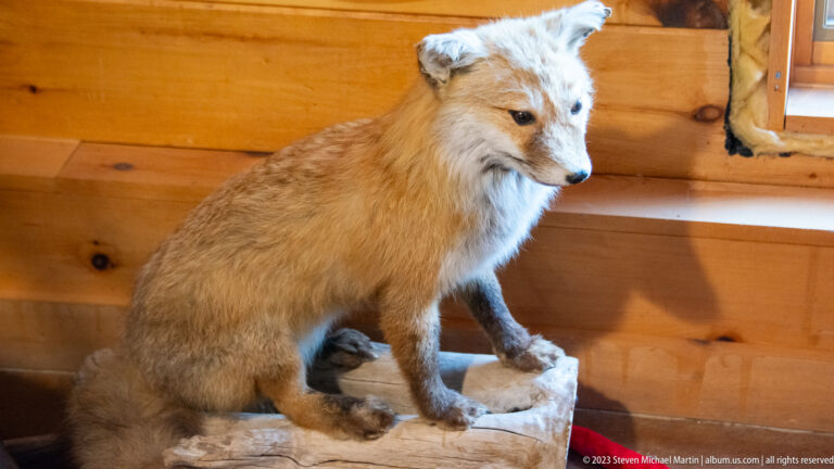 Pale taxidermy fox standing on a naturalistic base against wood-paneled walls.