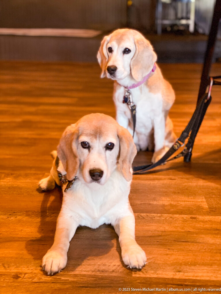 Two senior beagle-type dogs on a wooden floor, one lying down and one seated behind on leashes.