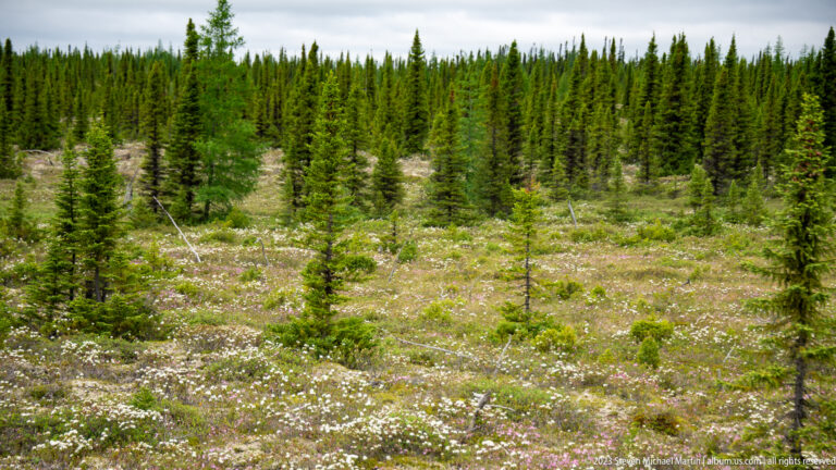 Open spruce woodland with pale lichen, low shrubs, small conifers, and scattered white groundcover.