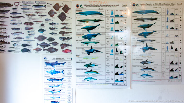 Wall covered with illustrated fish and whale identification charts arranged in rows and comparative diagrams.