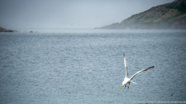White gull banking low over gray inlet water with a fog-softened green headland in the distance.