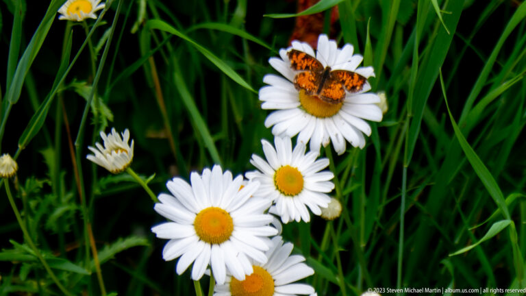 Orange and brown butterfly perched on a white daisy among green grass and several other daisies.