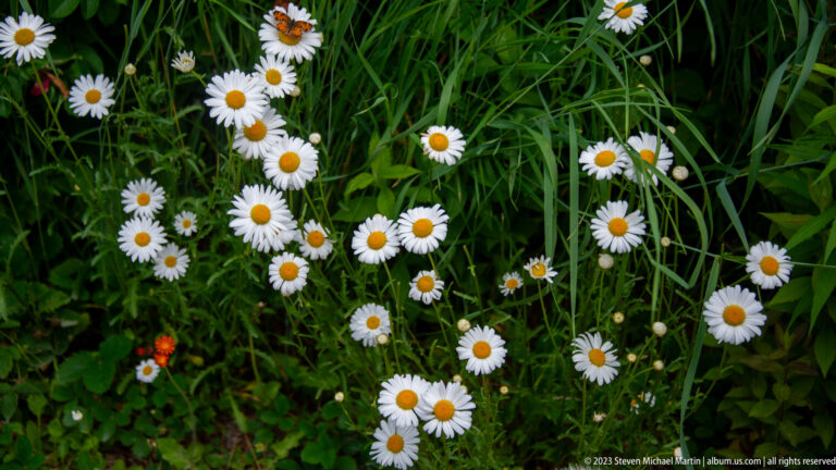 Many white daisies with yellow centers growing among tall green grass and leafy plants.