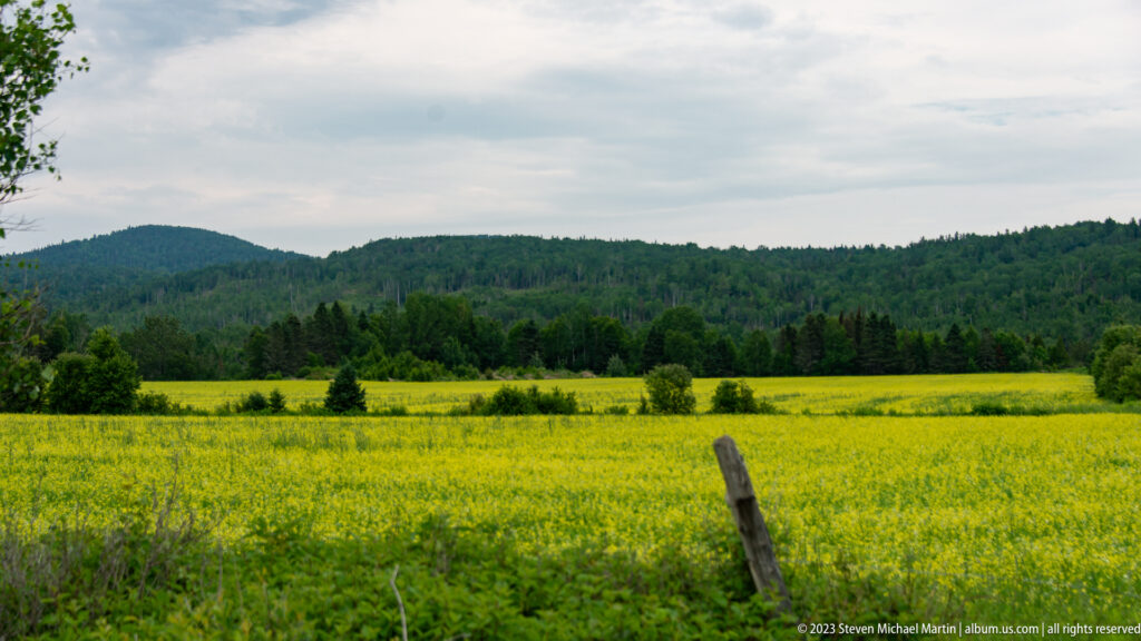 Wide yellow-green field bordered by trees and forested hills under a cloudy sky.