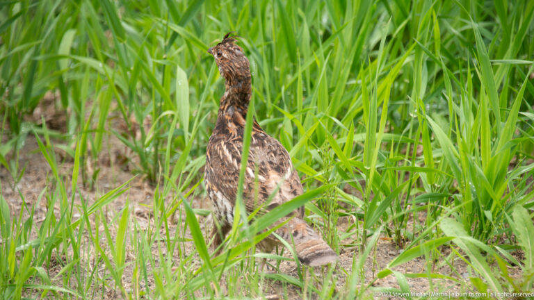 Mottled brown grouse walking through tall green grass with neck extended.