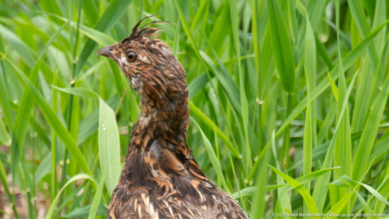 Close-up of mottled brown grouse with upright neck and pale facial markings among green grass.