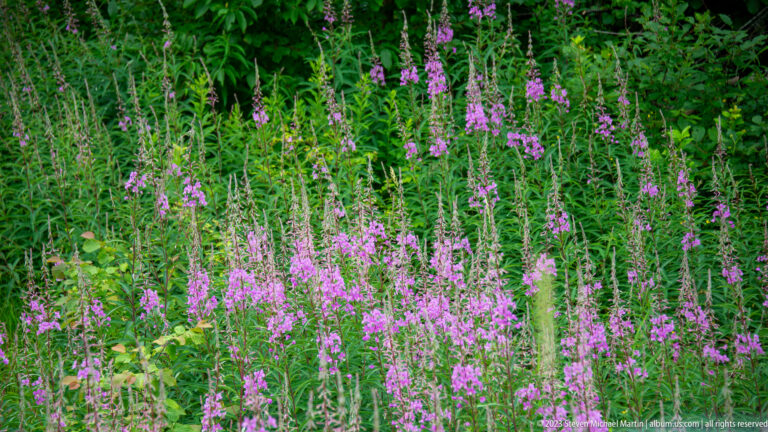 Dense stand of tall pink-purple flower spikes growing against dark green vegetation.