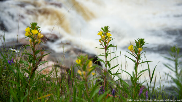 Yellow wildflowers and grasses in sharp focus with blurred white-water rapids behind them.