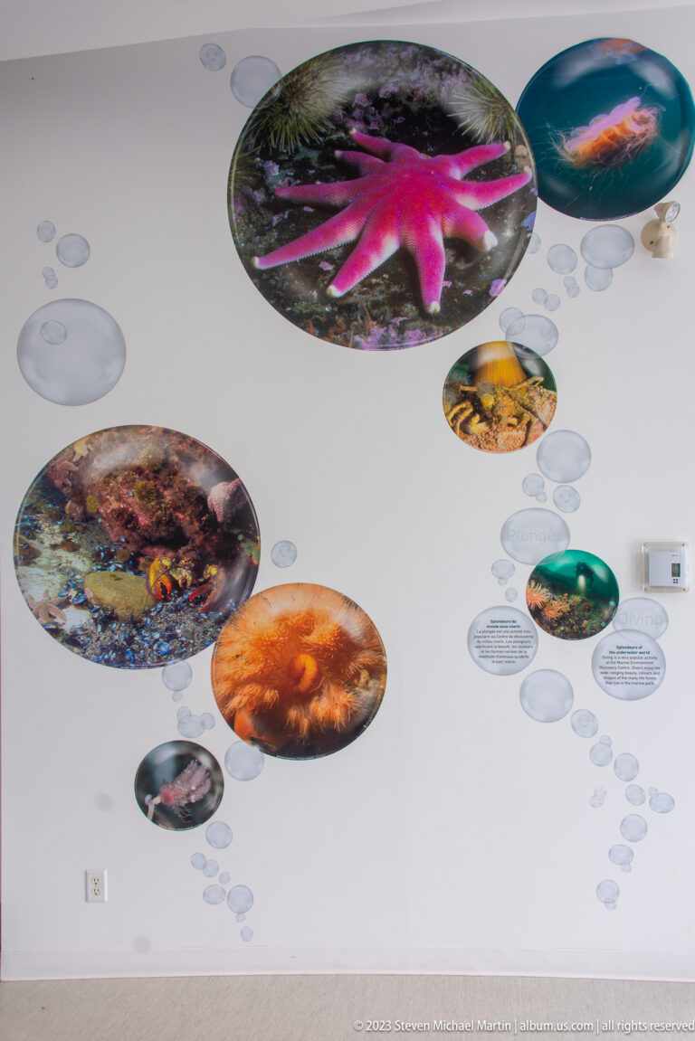 White wall covered with bubble-like circular underwater photographs, including a large pink sea star and other marine organisms.