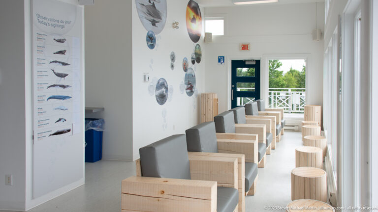 Row of light wooden chairs and stools beneath circular marine images beside a tall species-identification panel.