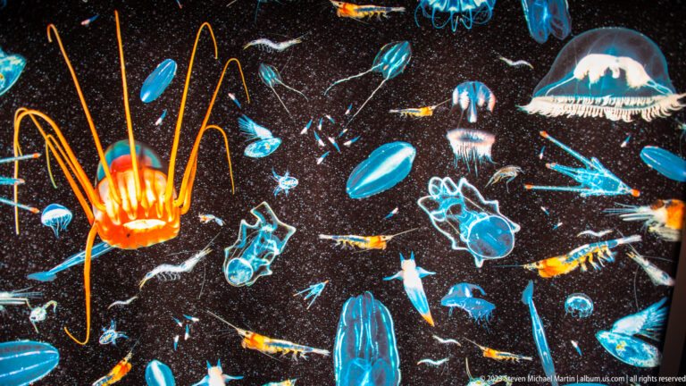 Glowing blue, orange, and white plankton forms scattered across a black background in a museum display.