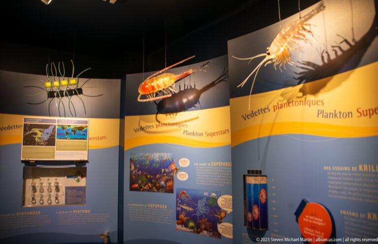 Museum gallery with oversized suspended plankton models above blue bilingual panels about diatoms, copepods, and krill.
