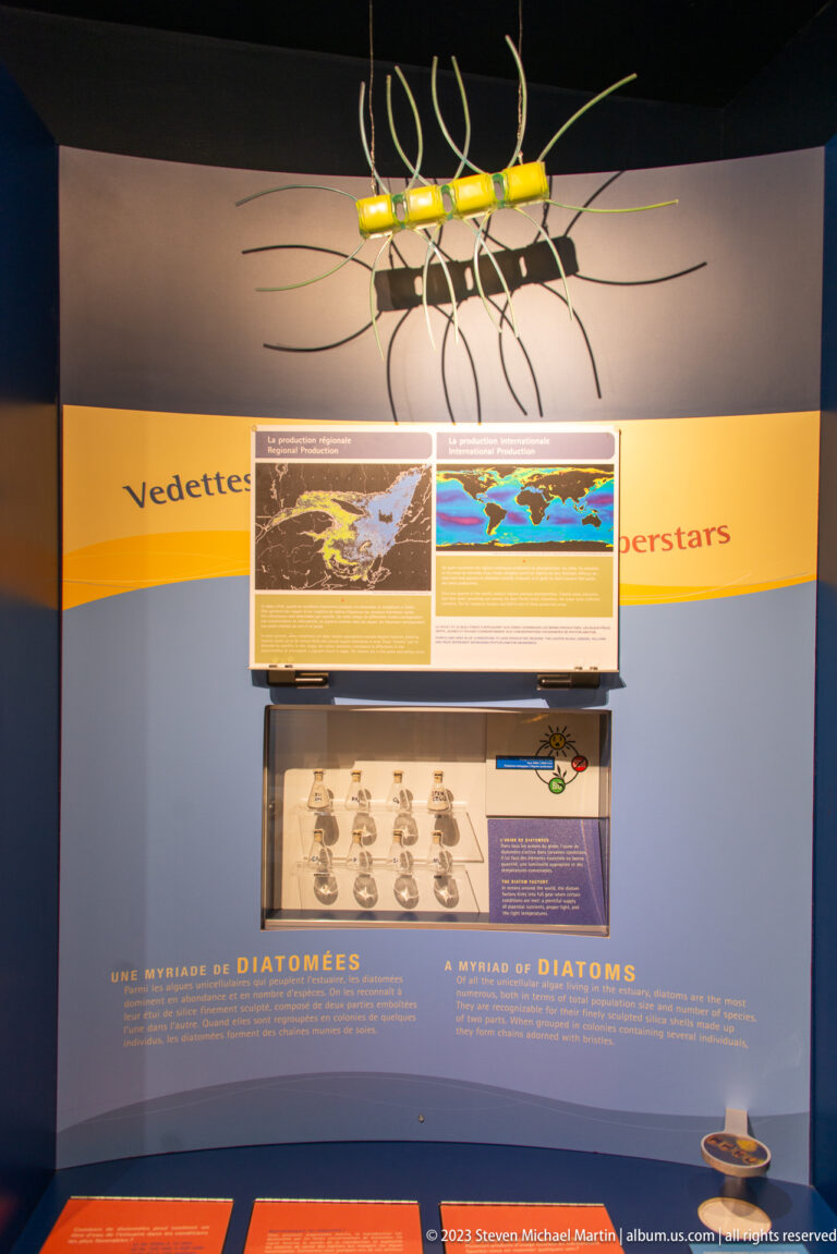 Blue museum display about diatoms with specimen graphics and a large suspended plankton model overhead.