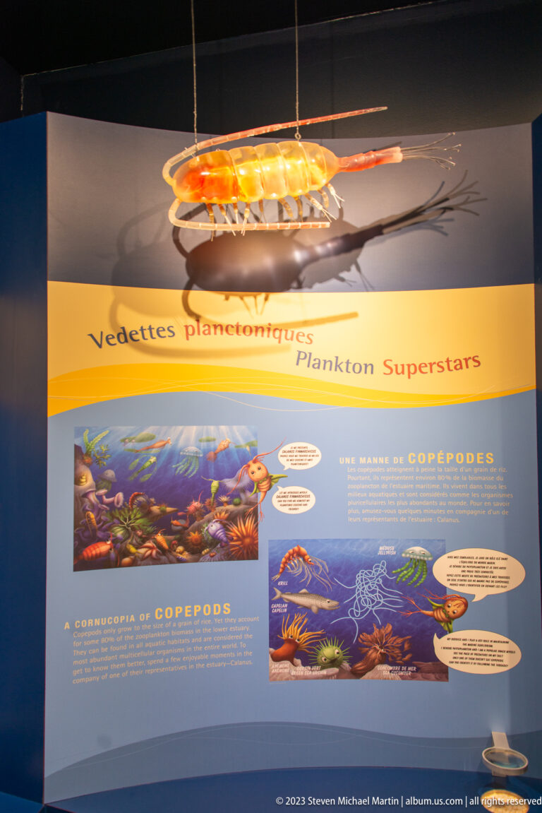 Large orange copepod model suspended above a blue museum panel with diagrams and illustrations of copepods.
