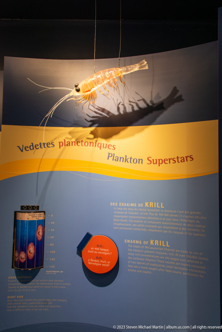 Enlarged krill model suspended over a blue bilingual exhibit panel about krill and krill swarms.