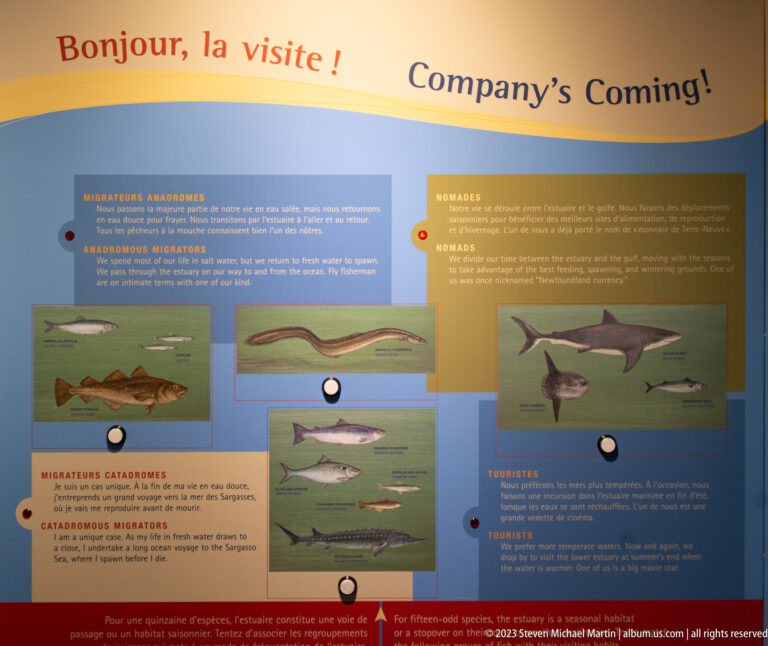Bilingual museum panel titled “Company’s Coming!” with multiple illustrated fish arranged in migration and residency categories.