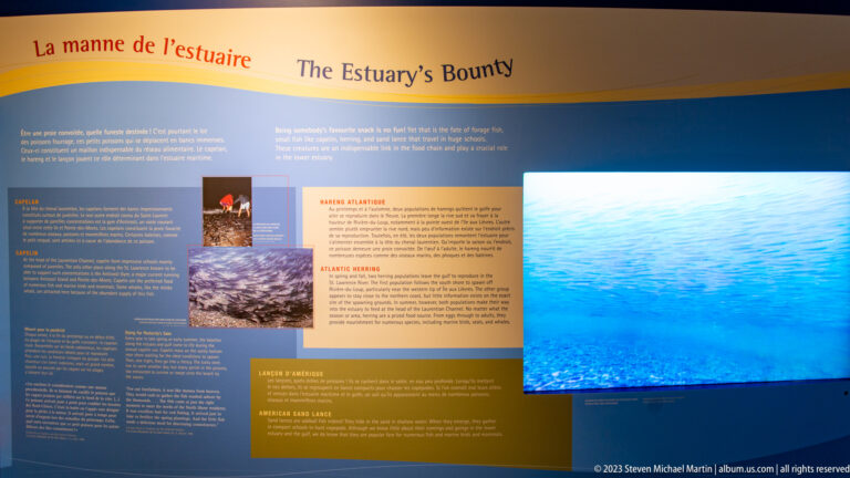 Museum wall titled “The Estuary’s Bounty” with text panels, wildlife images, and a large illuminated underwater scene.