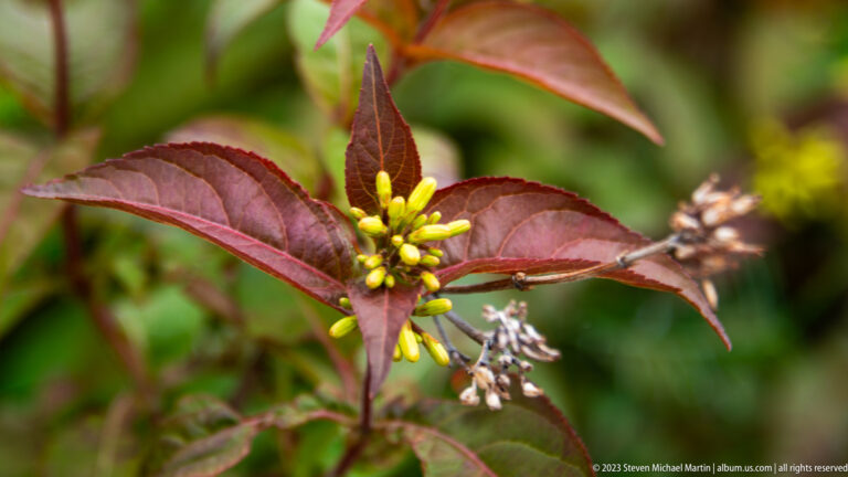Close-up of small yellow tubular flowers emerging from a stem with dark burgundy leaves.