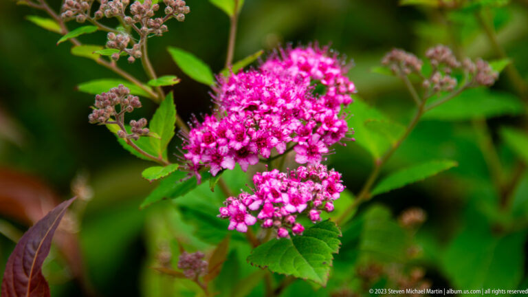 Bright pink clustered flowers on a leafy green shrub against a blurred garden background.