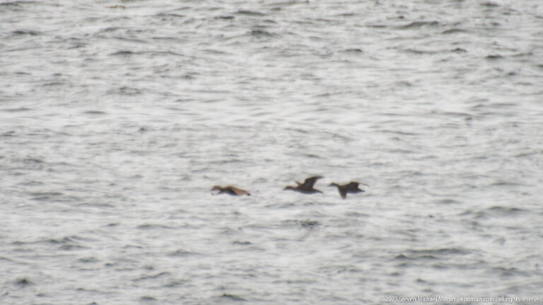 Several small dark seabirds floating on gray rippled water.