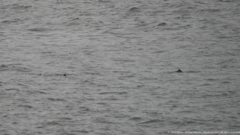 Two small triangular dorsal fins visible above gray, lightly choppy water.