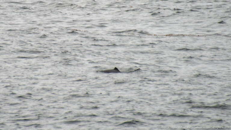 Dark dorsal fin and a small portion of an animal’s back surfacing in gray coastal water.