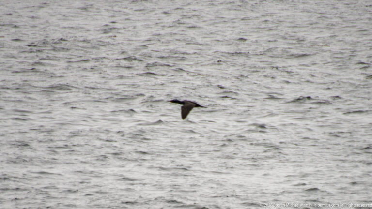 Dark seabird flying low with wings extended over gray rippled water.