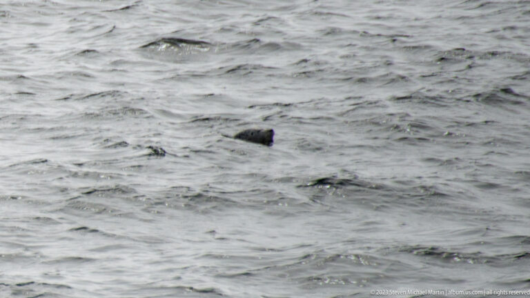 Small dark marine-mammal form surfacing among gray waves.