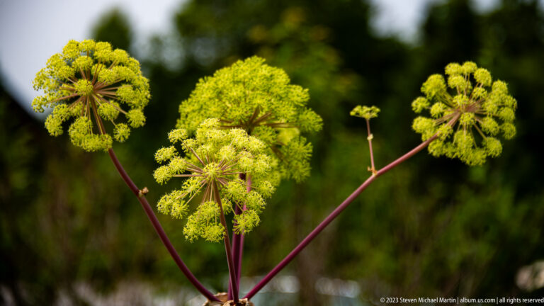 Yellow-green spherical flower umbels on reddish stems against a dark blurred background.