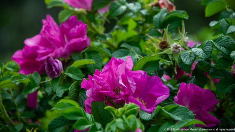 Bright magenta rugosa roses among dense wrinkled green leaves and developing hips.