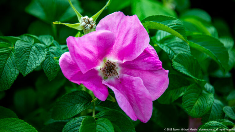 Single open pink rugosa rose with yellow-brown stamens framed by wrinkled green leaves.
