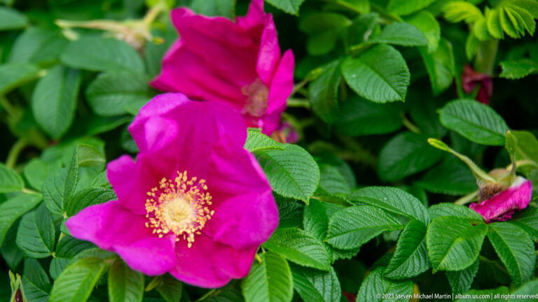 Deep magenta rugosa rose with yellow stamens surrounded by textured green leaves.