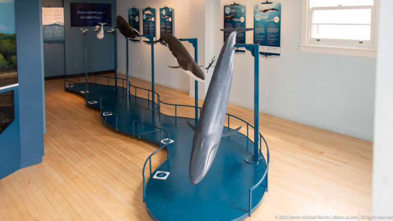 Several large whale models suspended over a curved blue platform in a bright museum gallery.