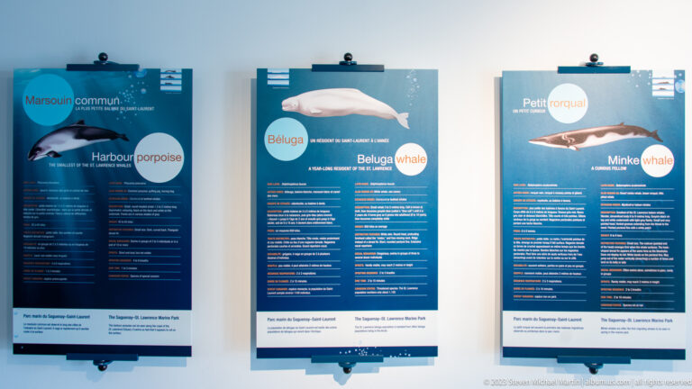Three blue species panels for harbour porpoise, beluga whale, and minke whale.