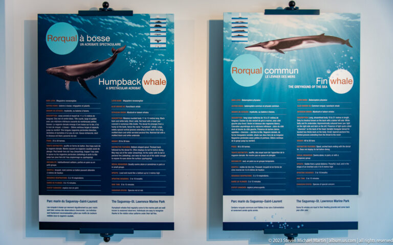 Blue bilingual species panels for humpback whale and fin whale with side-profile illustrations.