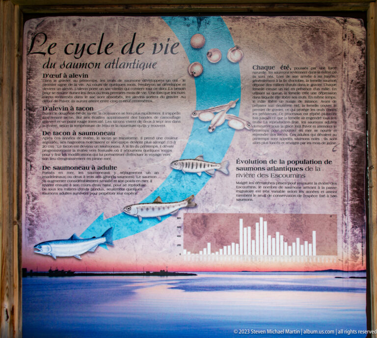 French interpretive panel illustrating the Atlantic salmon life cycle with fish stages along a blue river graphic.