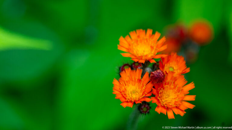 Cluster of bright orange composite flowers with reddish buds against a soft green background.