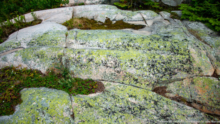 Exposed gray bedrock covered with yellow-green, gray, and black lichens, moss, and small plants.