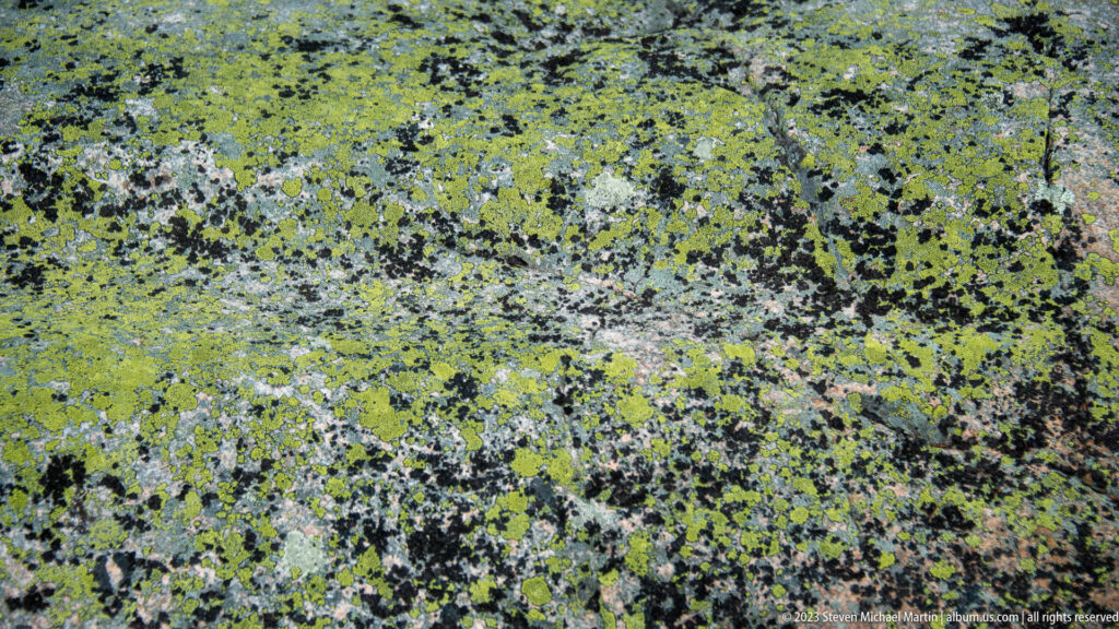 Close-up of rock densely patterned with yellow-green, gray, and black lichen colonies.