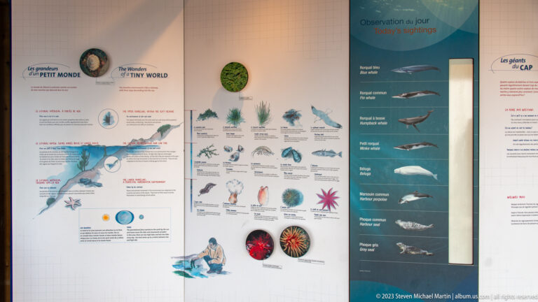 Museum wall with a “Today’s sightings” whale board beside illustrated panels about small marine organisms.