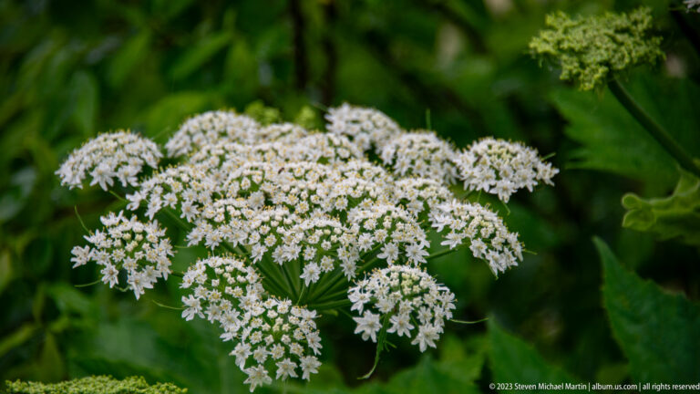 Large white umbel made of many tiny flowers against dark green foliage.