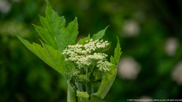 Green plant with opposite serrated leaves and dense clusters of tiny green flowers.