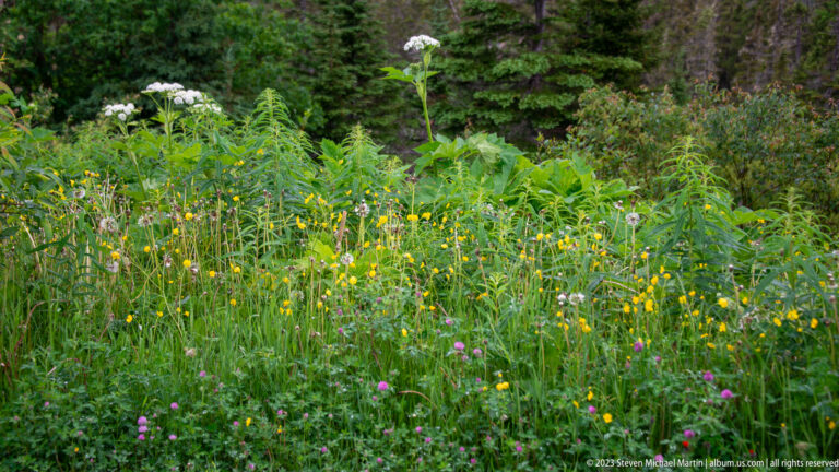 Mixed meadow of yellow, white, pink, and purple wildflowers beside dense conifer forest.