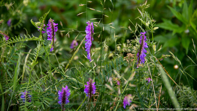 Purple vetch flower clusters among grasses with narrow pinnate leaves and curling tendrils.