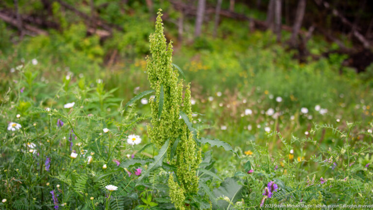 Tall green dock-like plant with dense seed stalk rising above a mixed wildflower meadow.